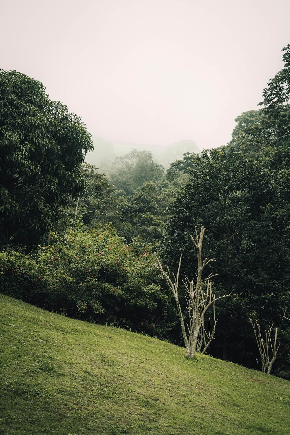 Misty forest landscape representing Rwanda's dense mountain forests
