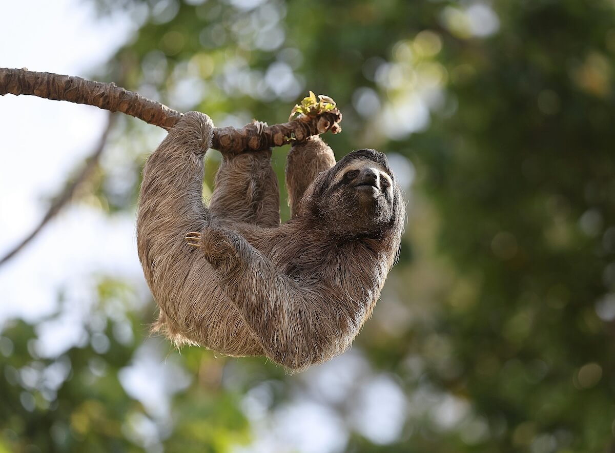 Brown-throated sloth hanging leisurely on a tree branch in Costa Rican rainforest