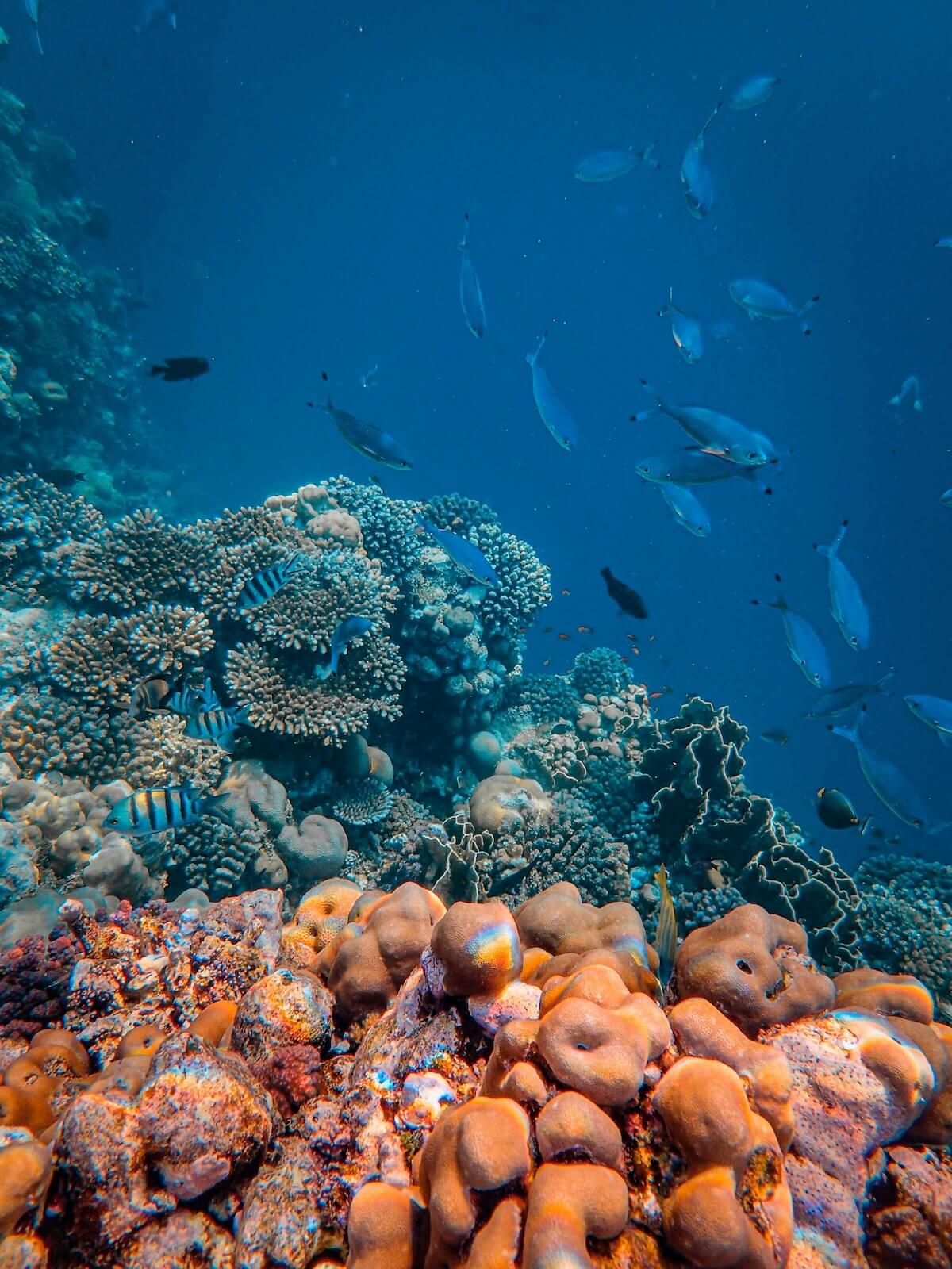 Colorful fish swimming around vibrant coral formations on the seabed