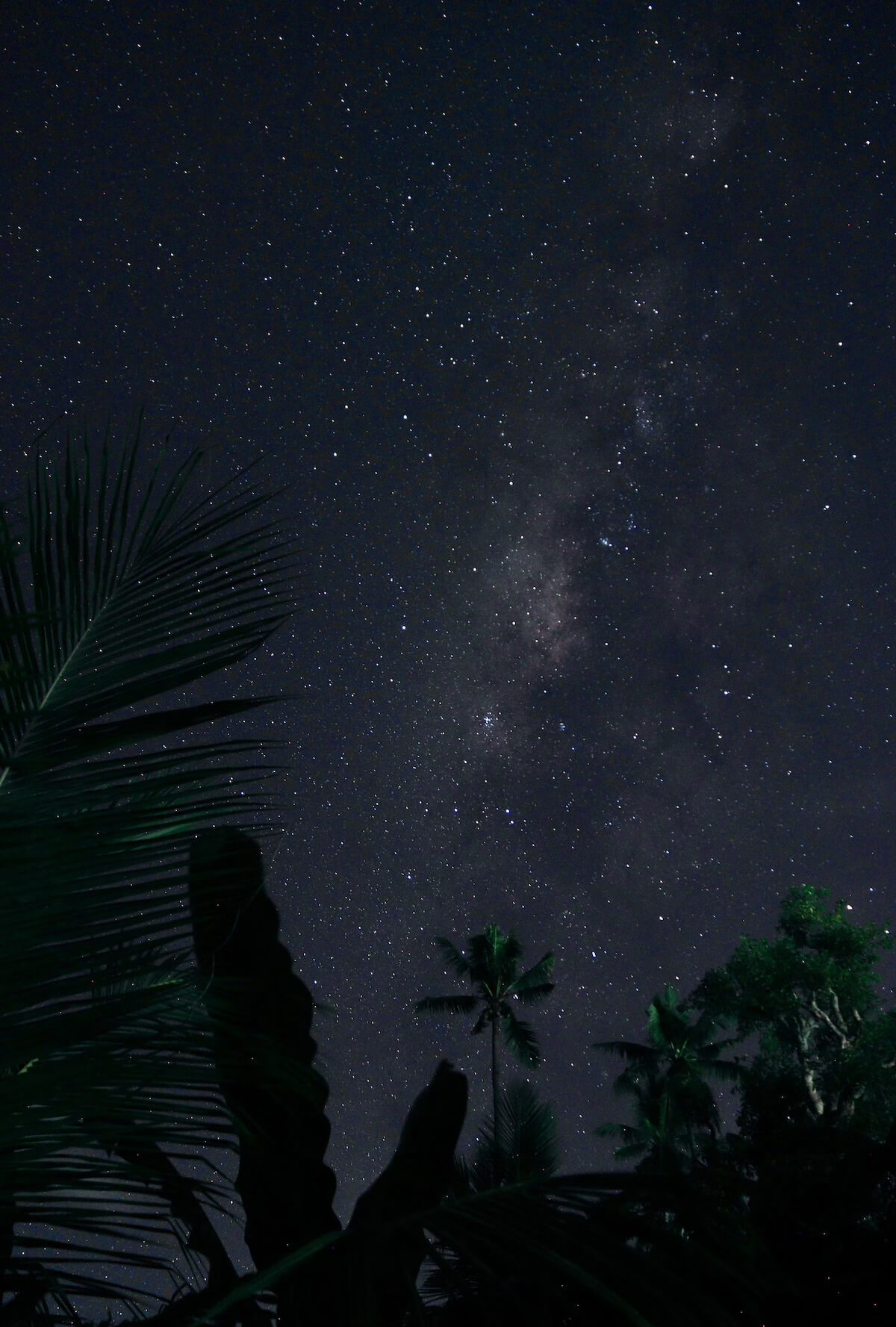 The Milky Way arcing over tropical foliage in a dark Bali night sky