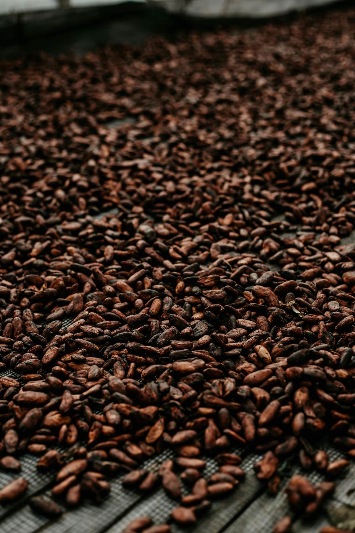 Close-up of cocoa beans showing rich brown texture and natural variations
