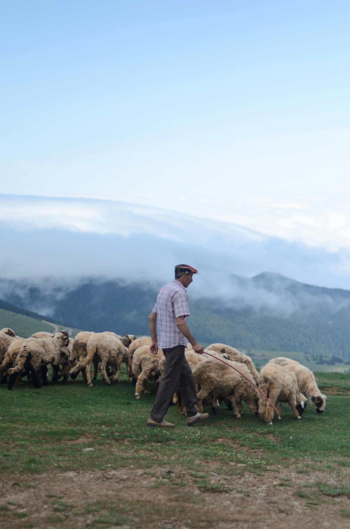 Shepherd walking with flock of sheep across grassy hillside with mountains in background