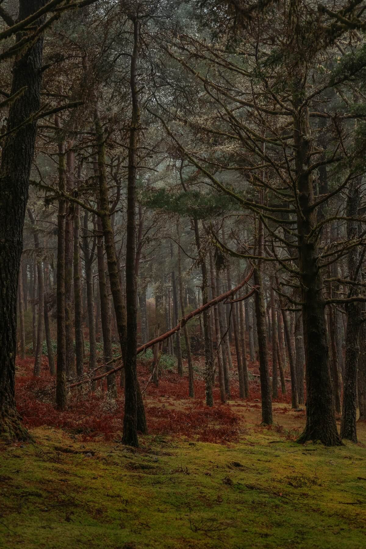 Misty forest trail in Madeira with lush green vegetation and trees