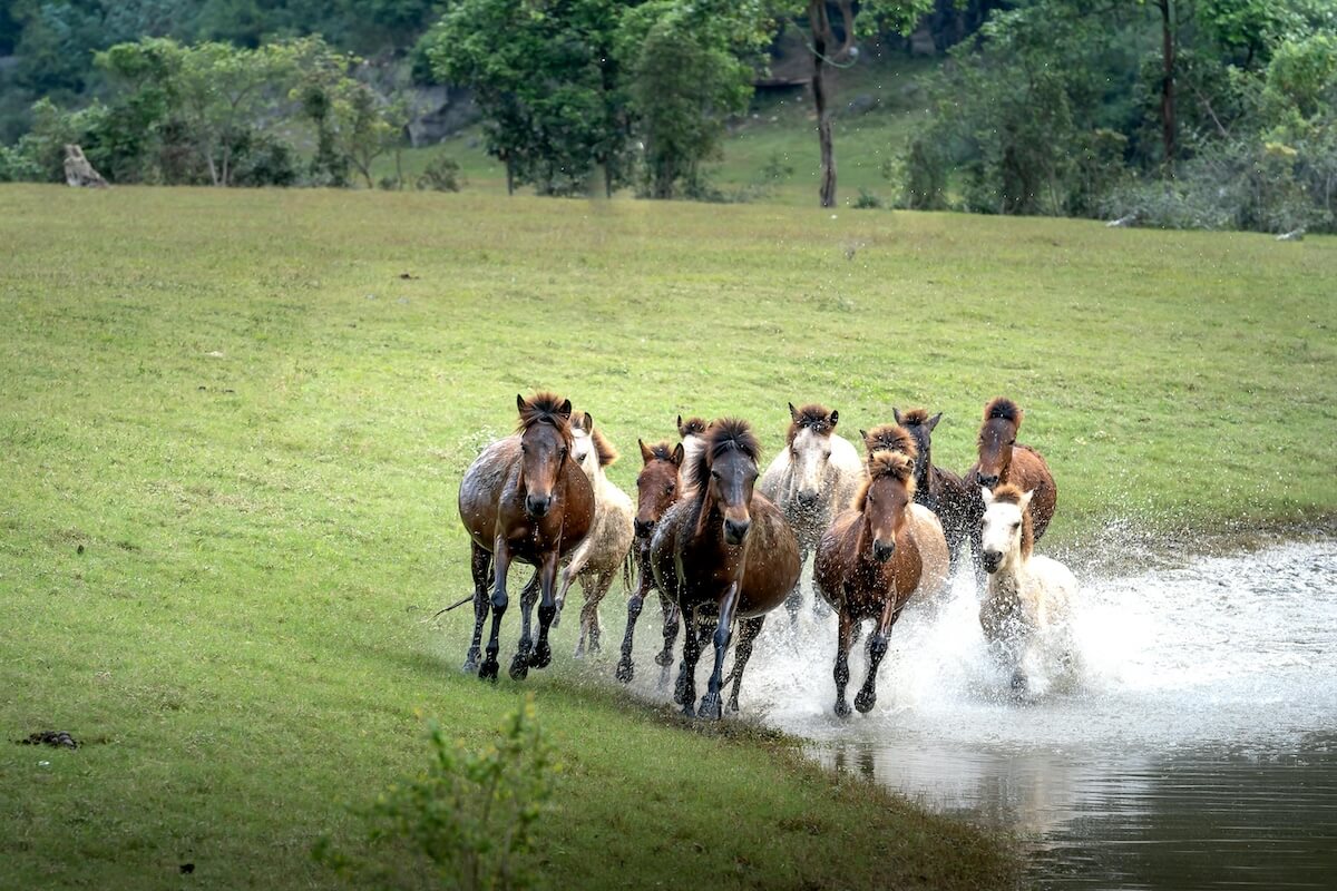Horses running across grassland with water, representing the pastoral lifestyle of Mongolian nomads