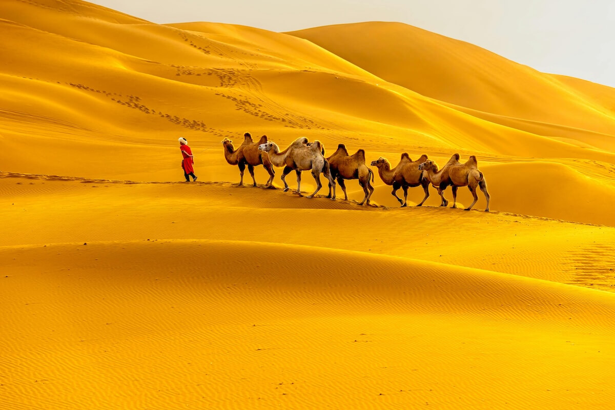 Camel caravan crossing golden sand dunes in desert landscape with clear sky