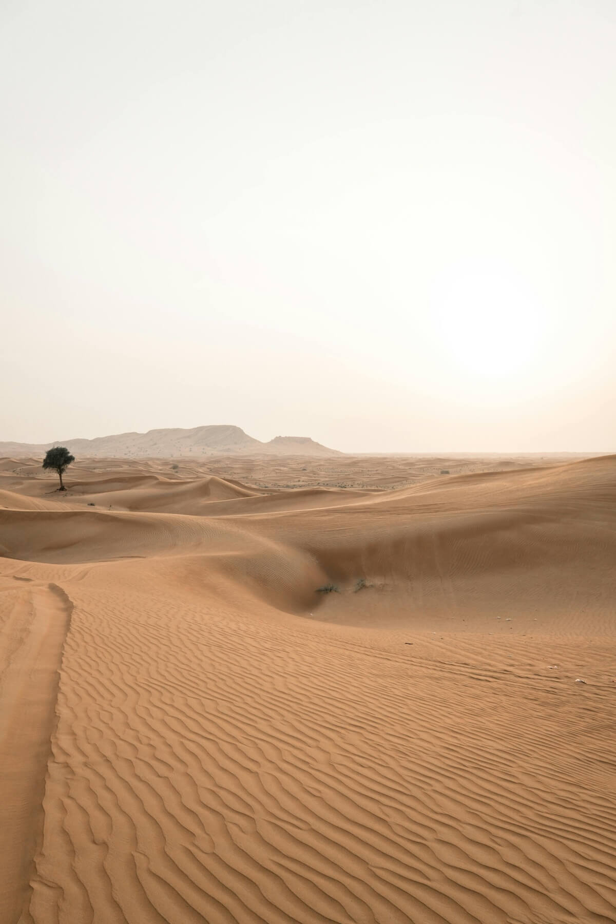 Golden desert sand dunes with a solitary tree under sunlit sky
