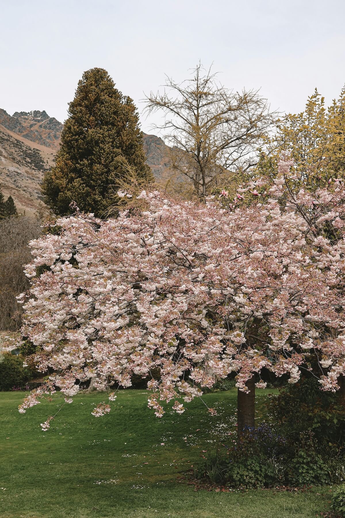 Cherry blossom tree with mountains in spring at Queenstown New Zealand