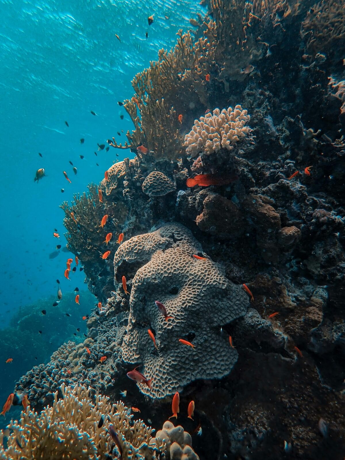 School of tropical fish swimming above colorful coral reef ecosystem