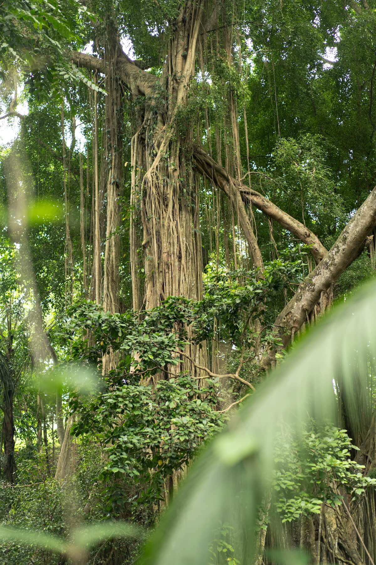 Tall tropical trees in lush rainforest